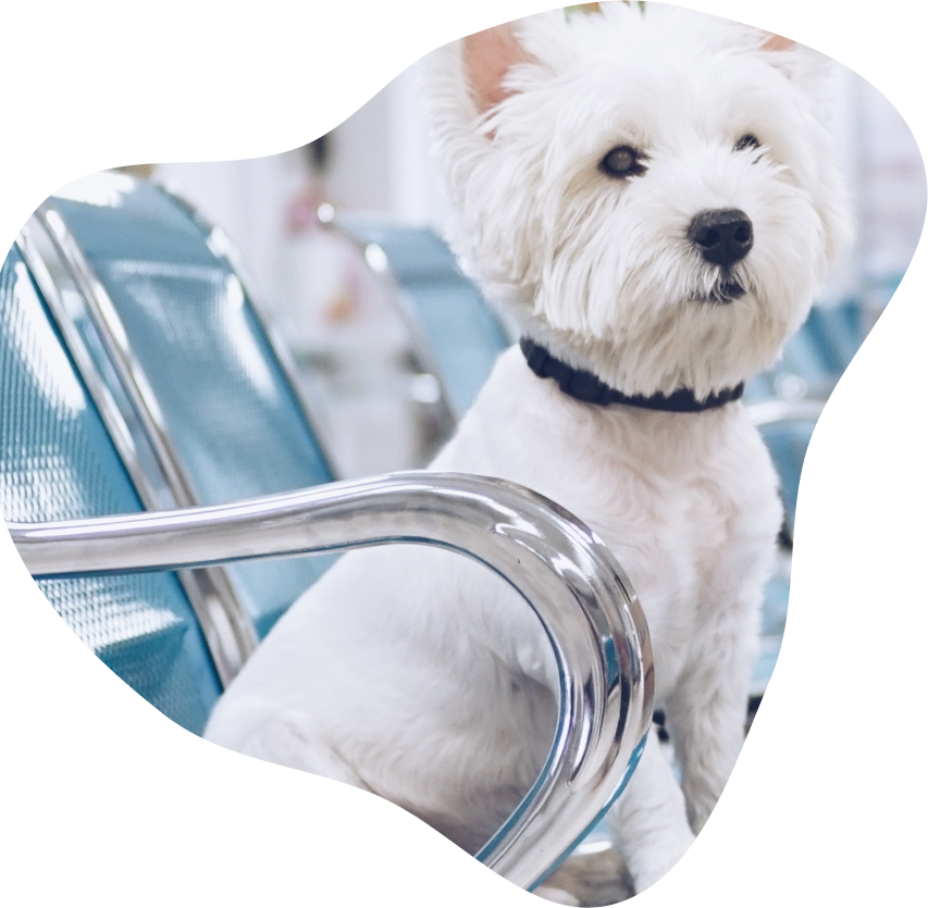 At Edmonds St Animal Hospital in Burnaby At Edmonds St Animal Hospital in Burnaby
